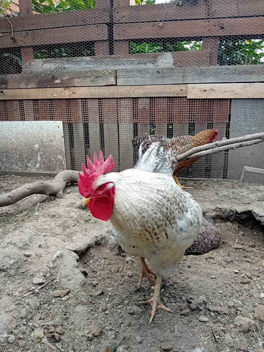 Bielefeld stříbrný - 5