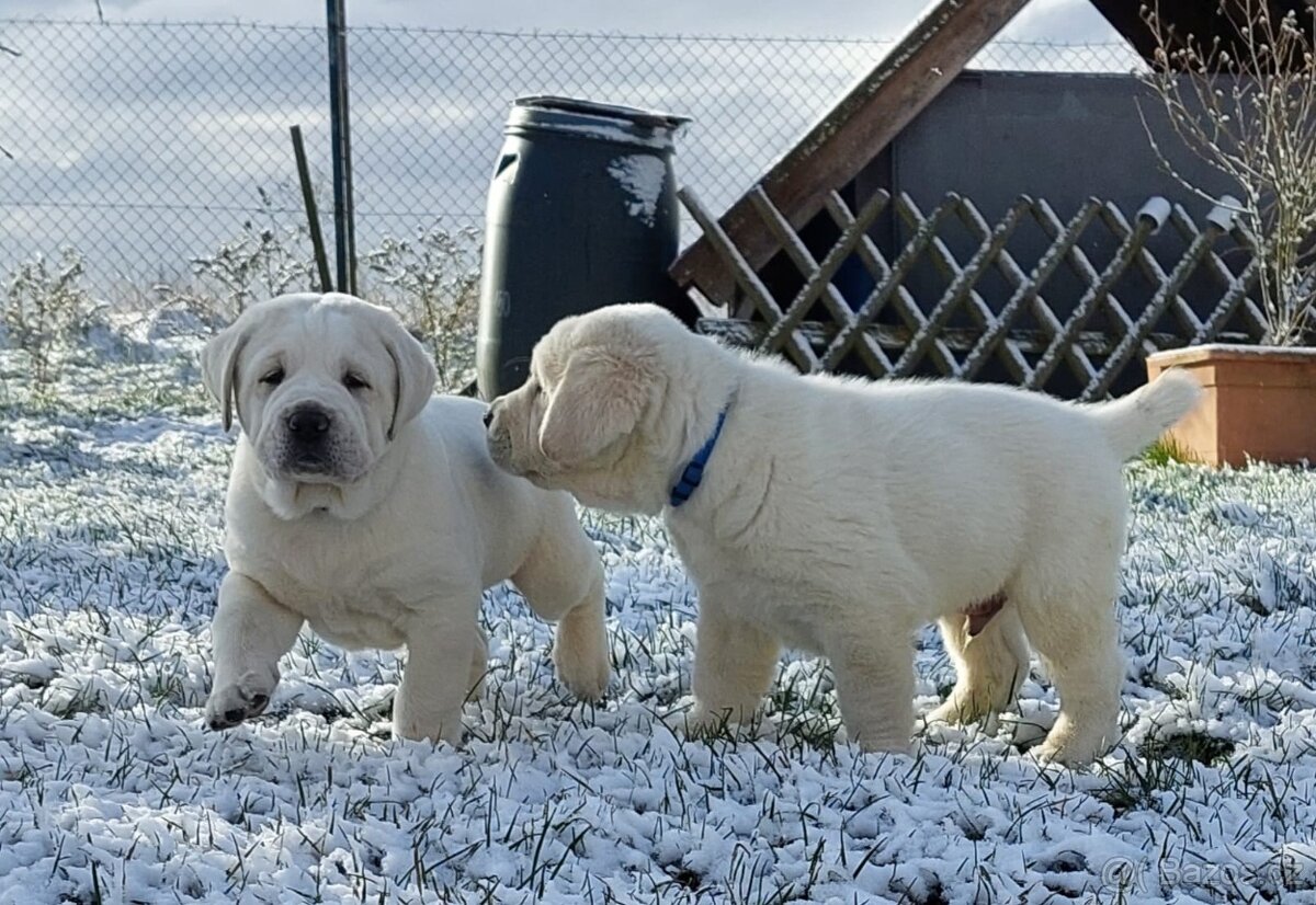 Středoasijský pastevecký pes, SAO štěňata s PP FCI, Alabai - 5