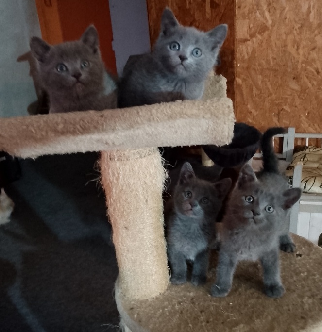 Prodám britské modré koťátka bez PP - 5