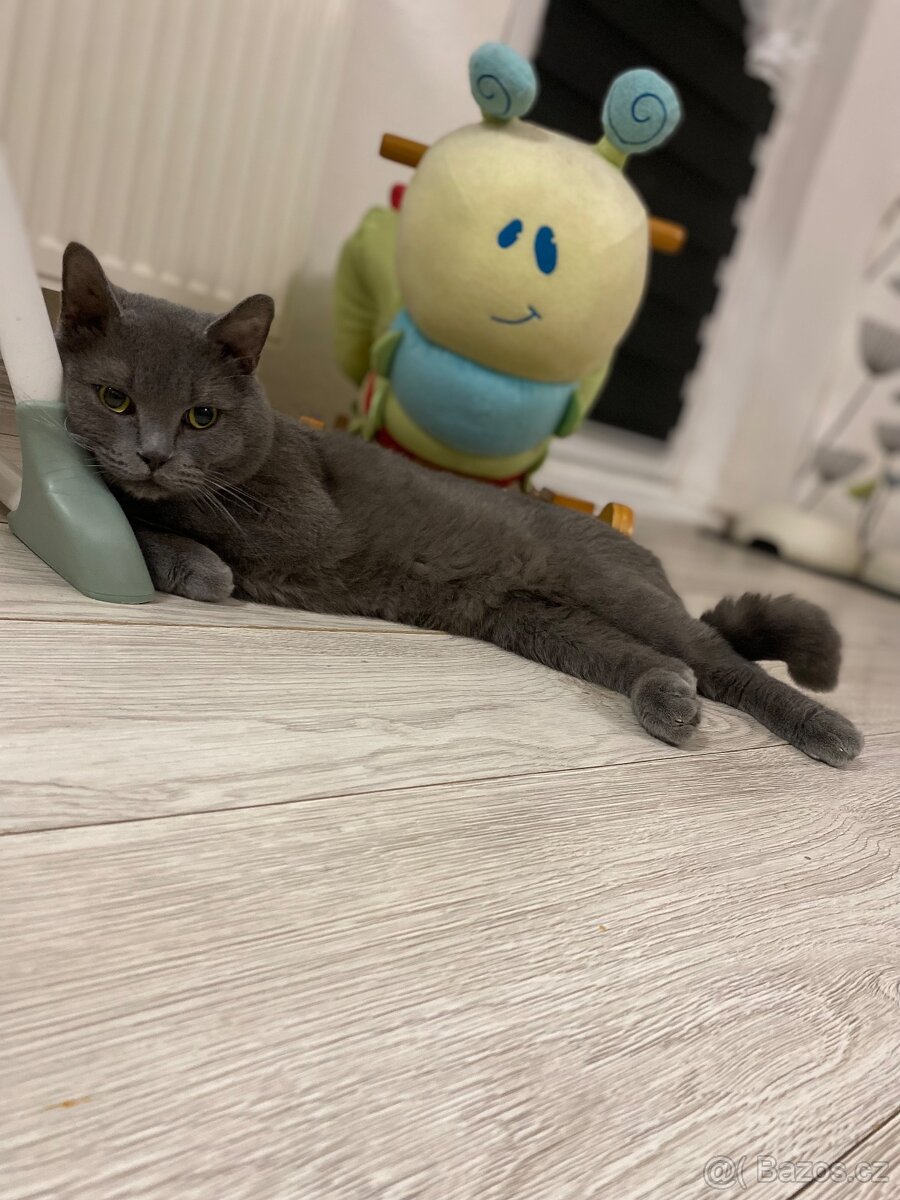 Britský kocour ke krytí - 5