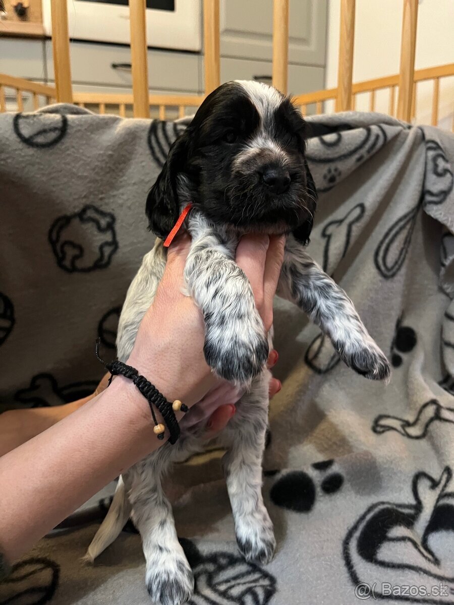 Anglicky kokršpaněl - 5