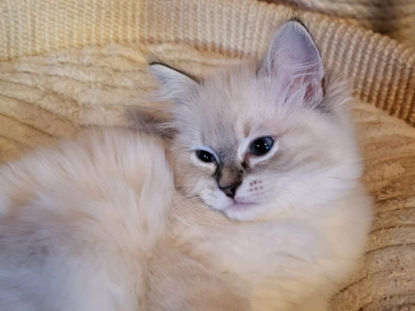 Ragdoll koťata s PP - 5