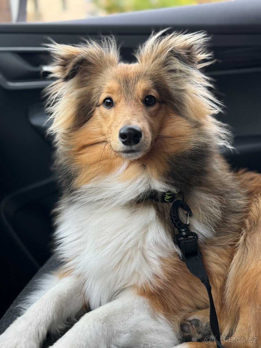 Sheltie dlouhosrsta s PP - 5
