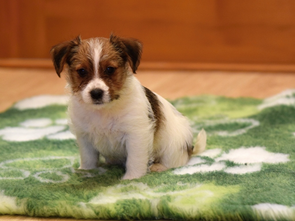Jack Russel teriér s PP - Vitto - 5