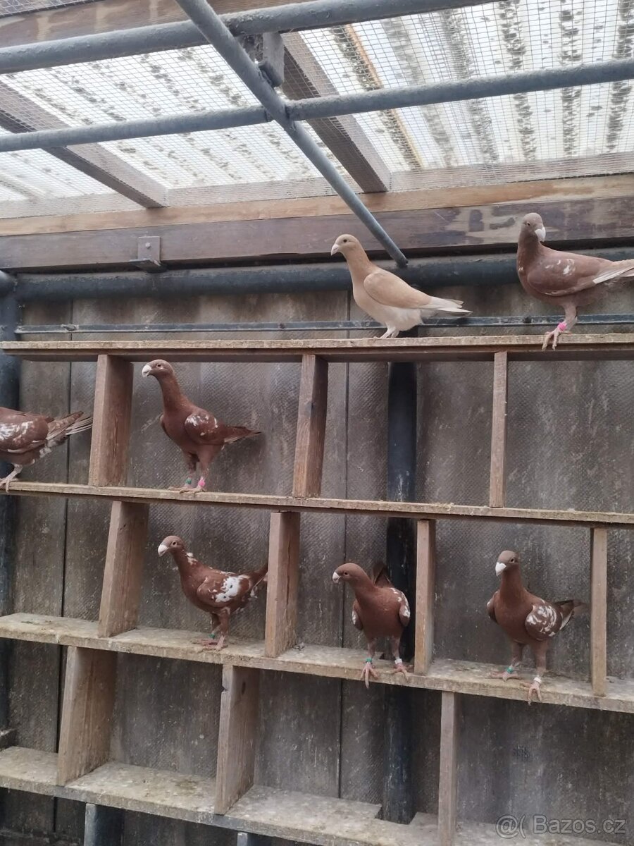 Prodám holuby NVH a texany - 5