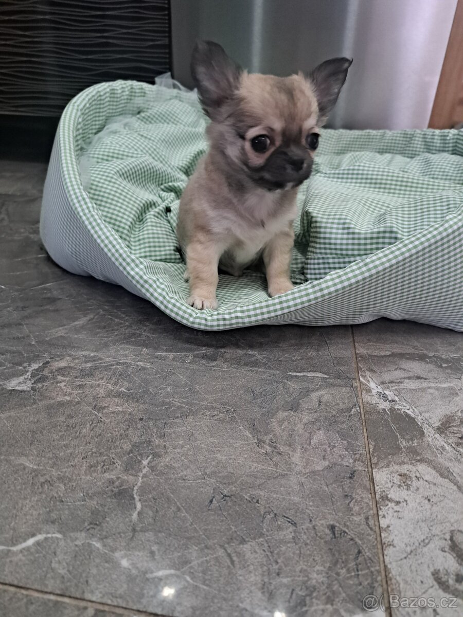 Čivava Dlouhosrstý pejsek - 5