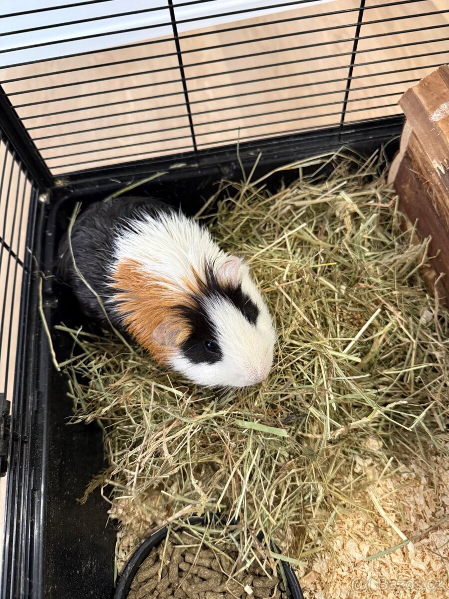 🐹 Nabízím morče do dobrých rukou 🐹 - 5