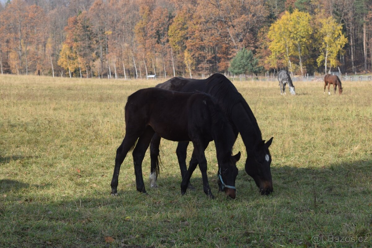 Belmondo letošní odstávče - 5
