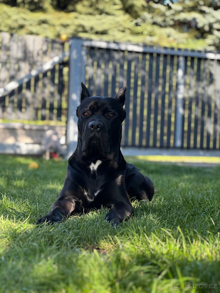 Krycí pes Cane Corso s PP - 5