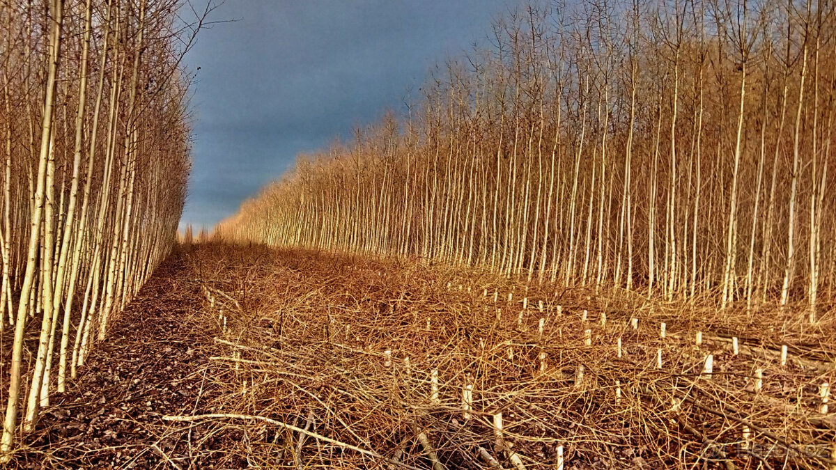 Japonský topol - sadba - 5