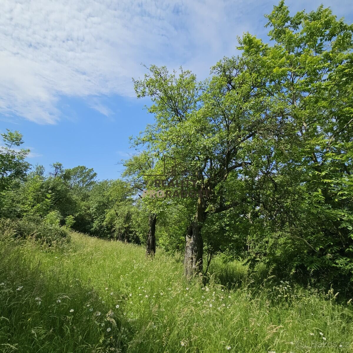 Prodej ovocného sadu 4 253 m2 v Koryčanech - 5