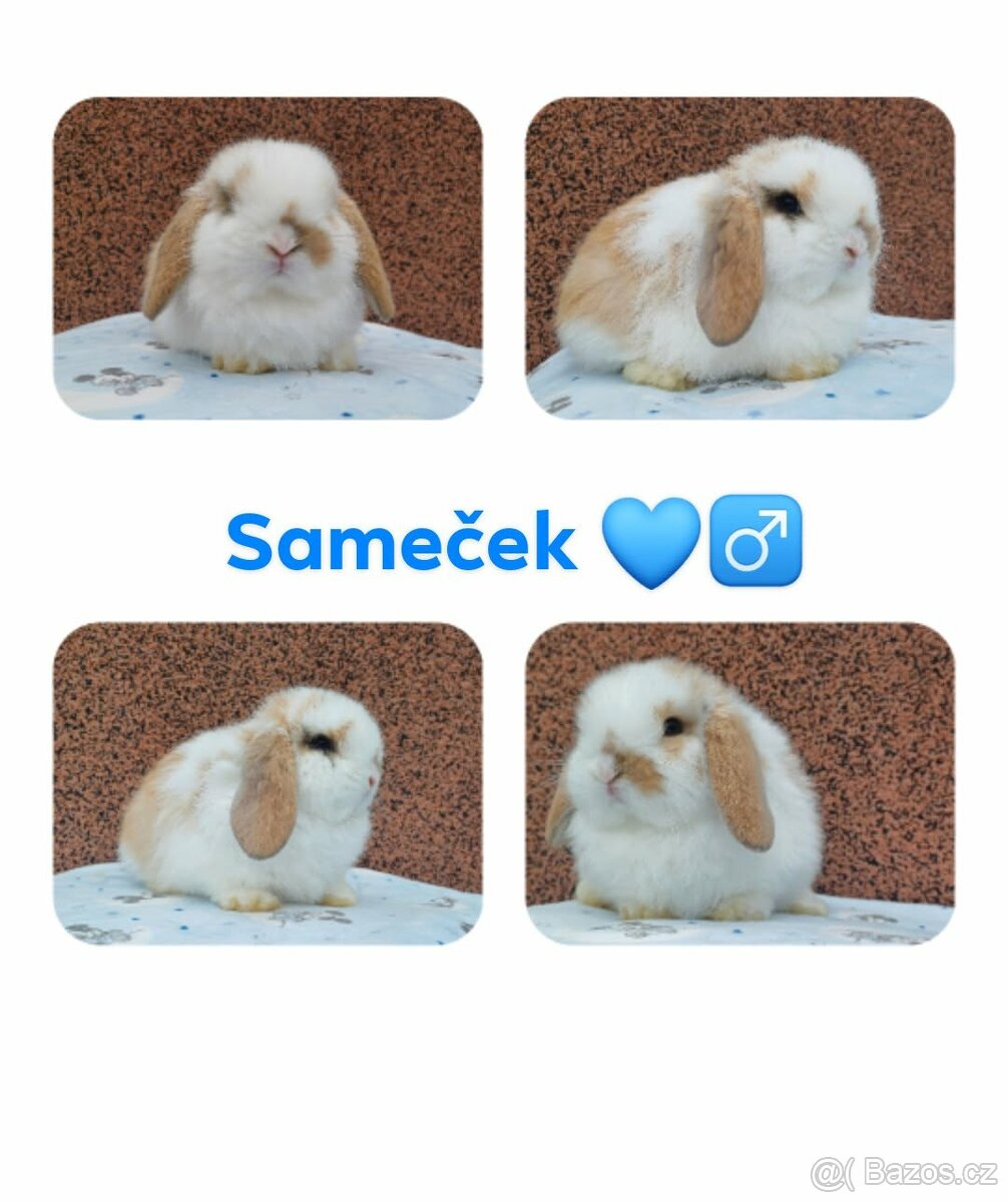 ★MiniLop Králíčci s odběrem na Vánoce ★ - 5