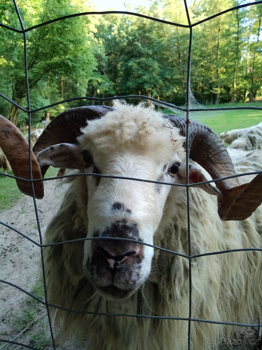 Původní valaška - 5