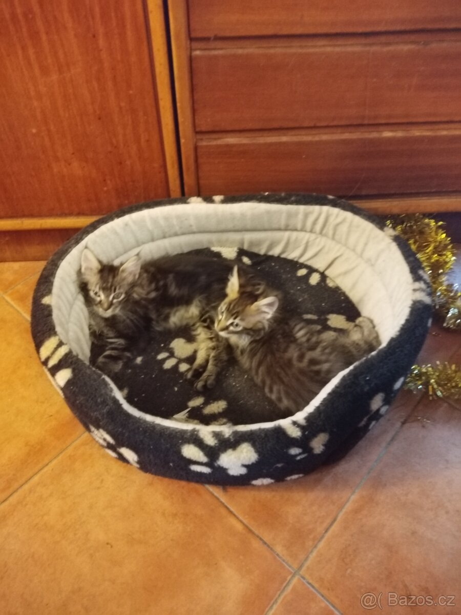 Mainská mývalí koťátka - 5