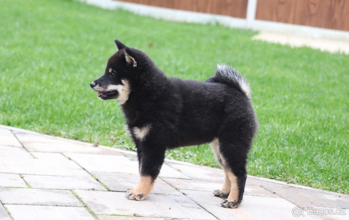 Shiba inu s PP - 5