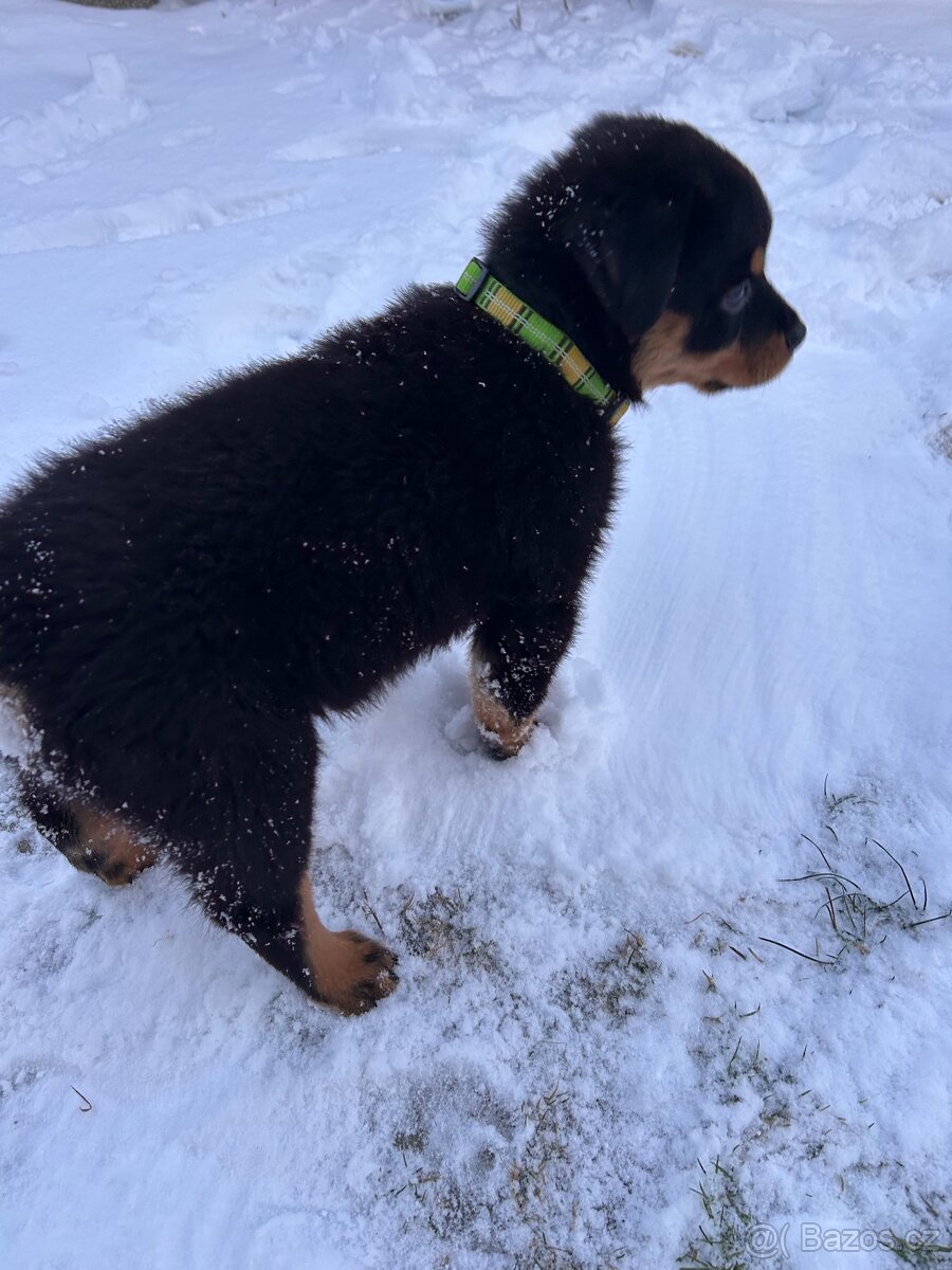 Štěně Rotvajlera - 5