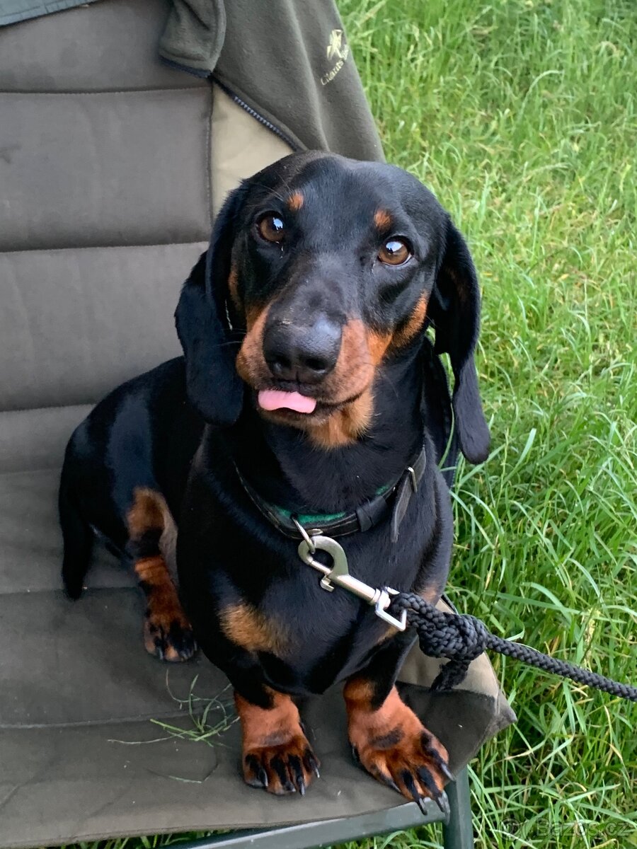 Jezevčík pálený věk 5 let papíry ano - 5