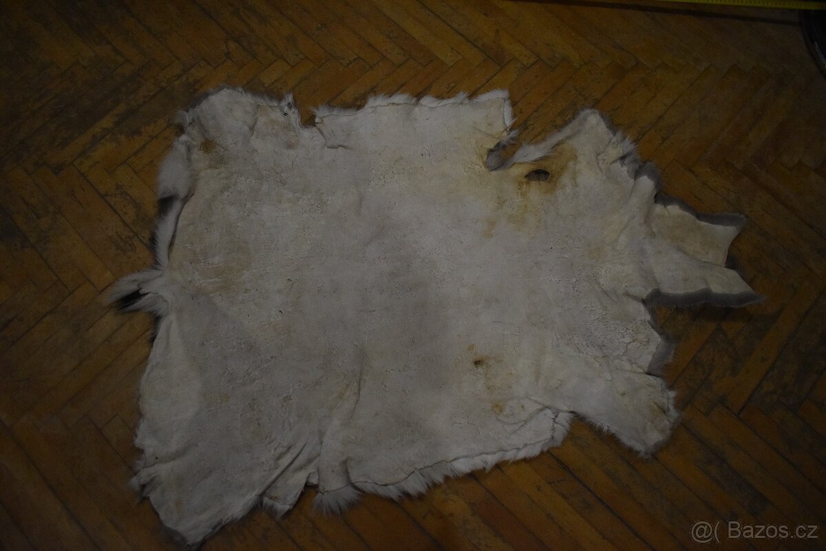 Kožešina daněk 2 - 5