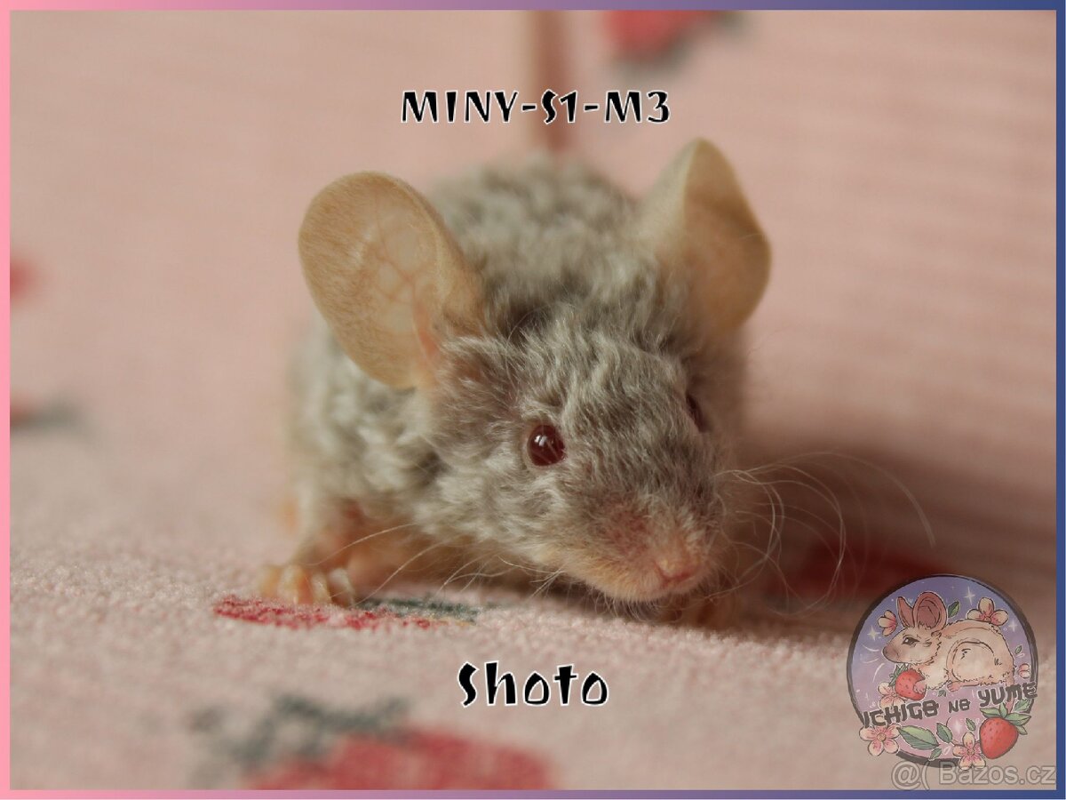 Barevné / fancy myšky - 5