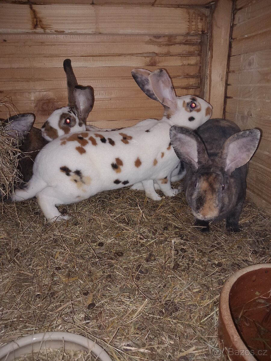 Kralik - Rex, samice,samci - 5