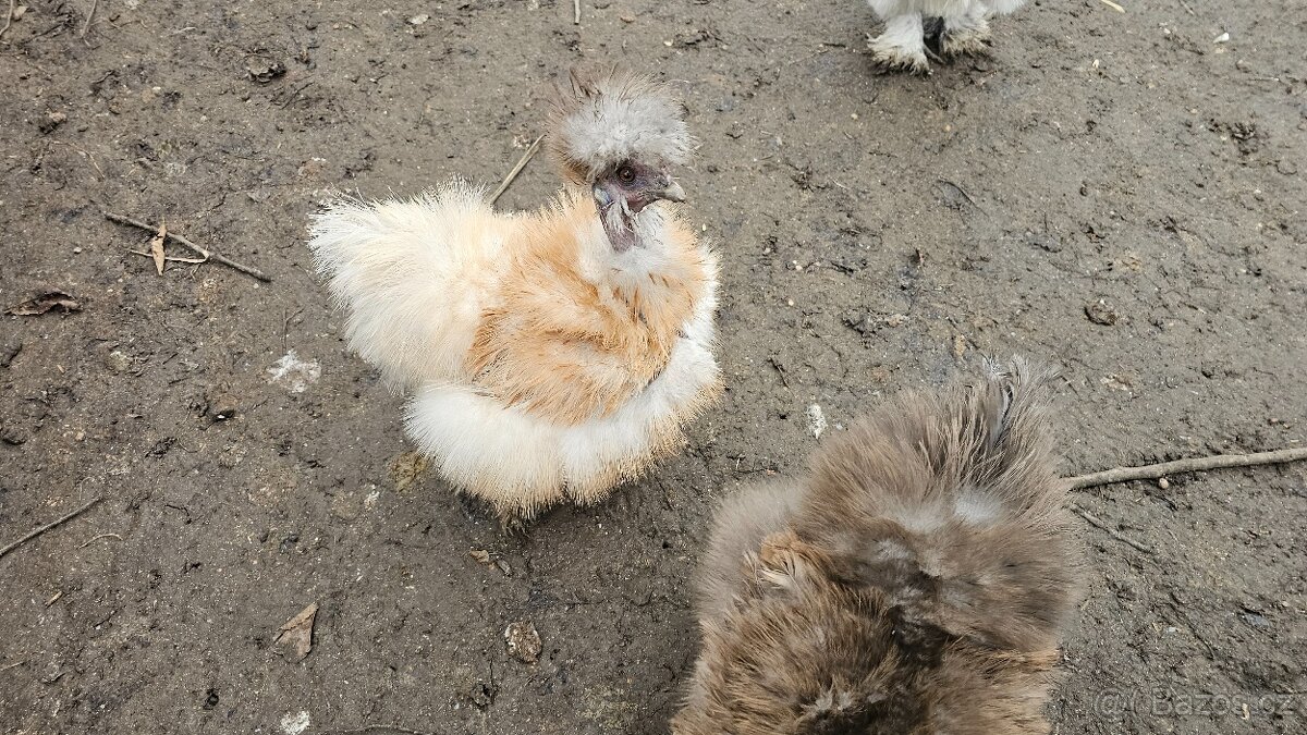 Kuřata hedvábniček - 5