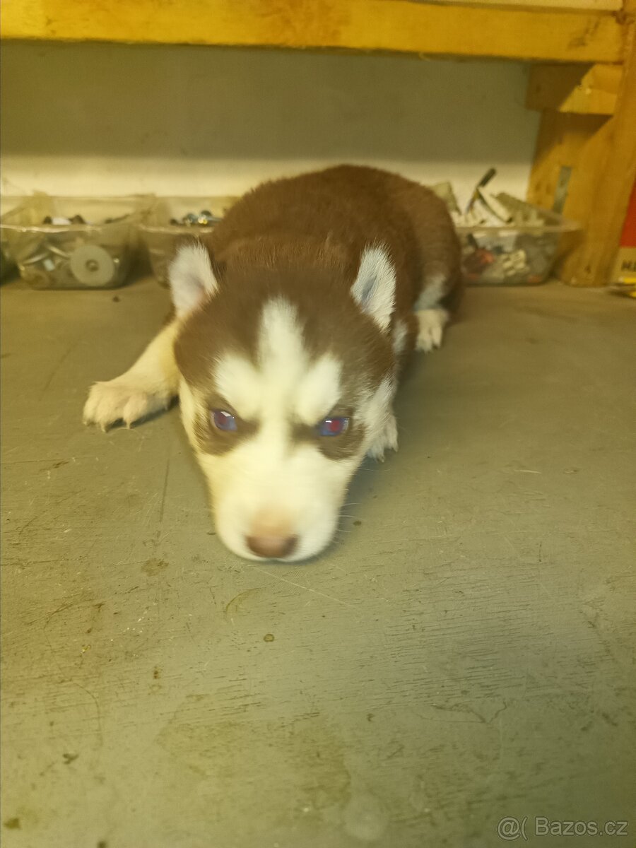 Sibiřský husky - 5