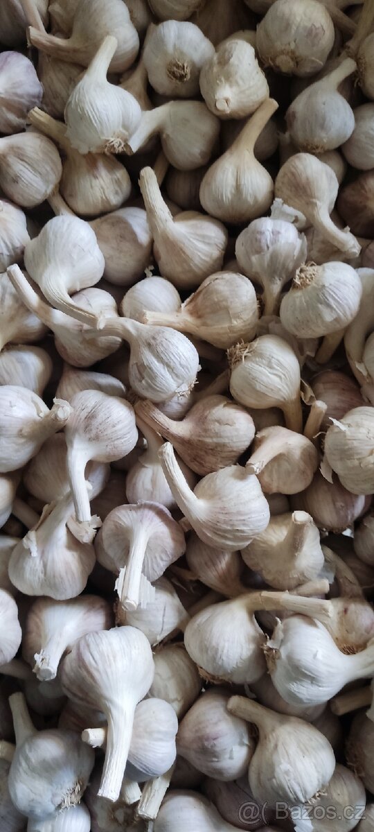 Český česnek - 5
