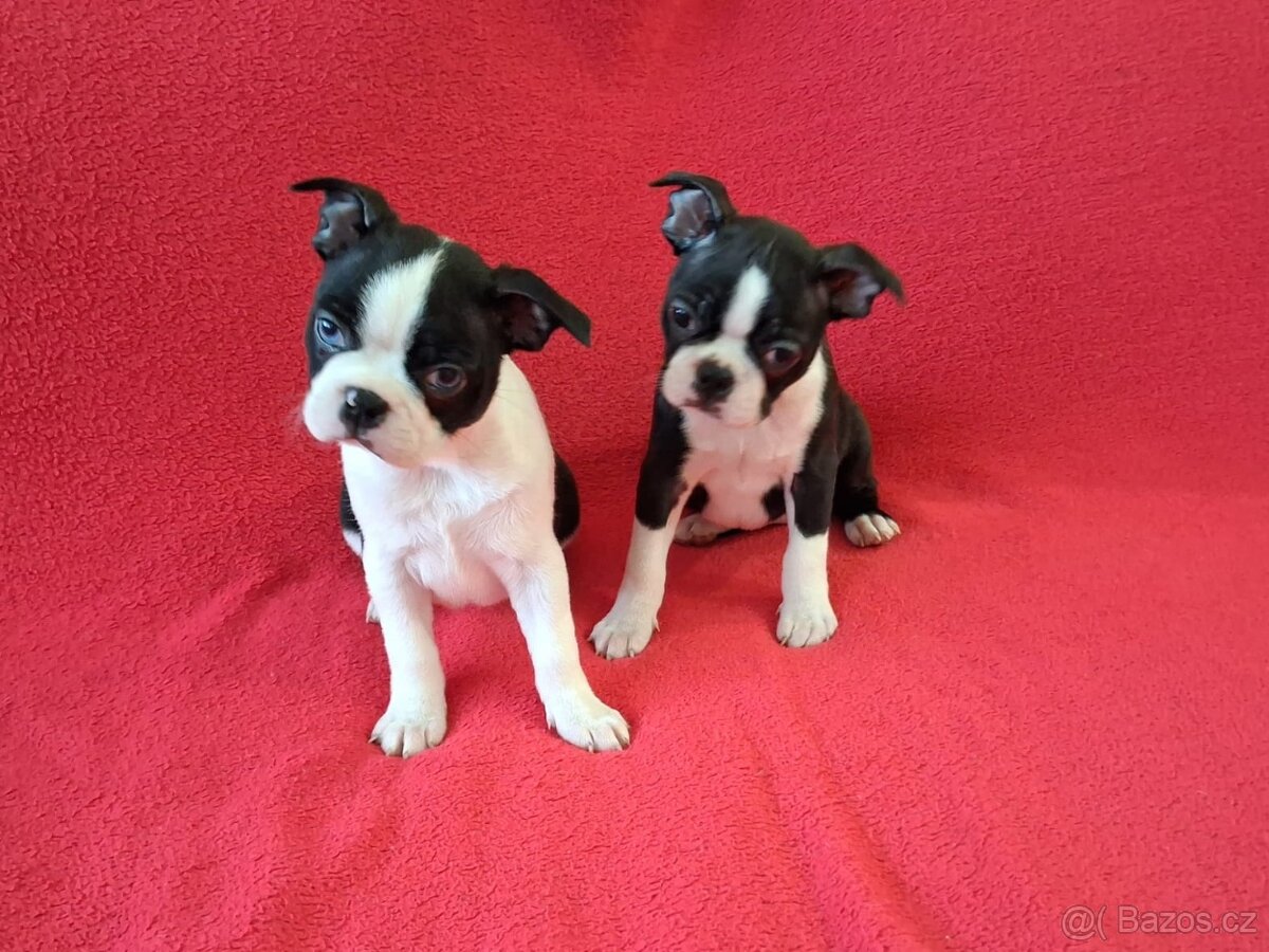 Bostonský teriér, Boston terrier - 5