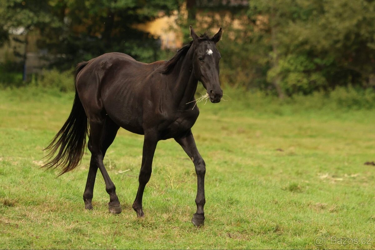 2,5 letí atraktivní a hodní valáškové - 5