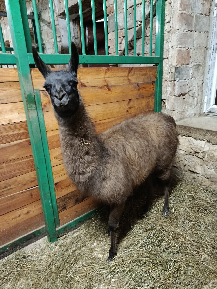 Lama Krotká - 5