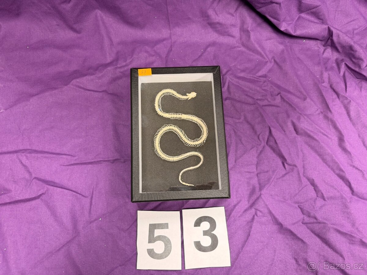 Osteologické preparáty - 5