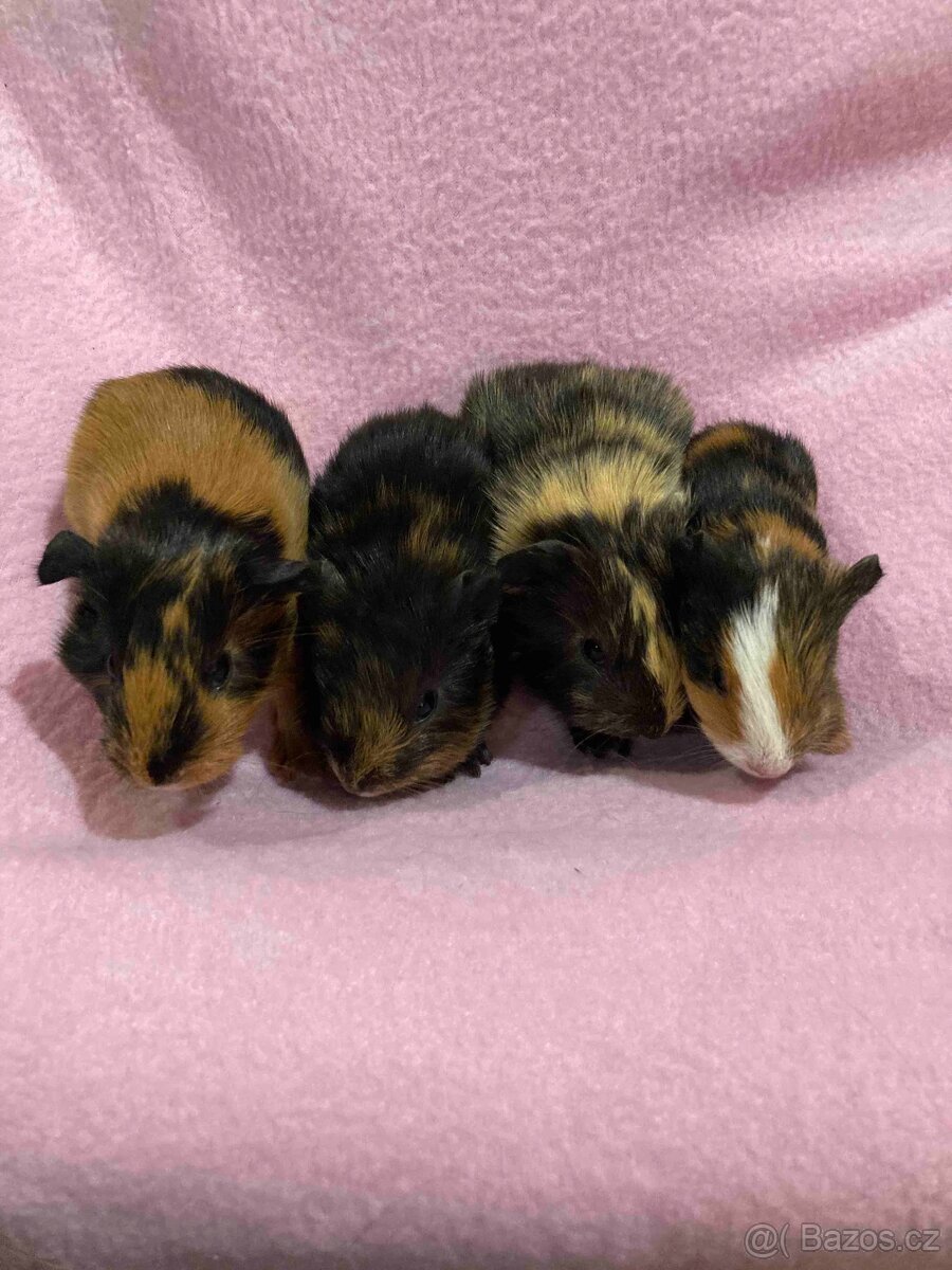 MORČATA, ZAKRSLÍ KRÁLÍCI - 5