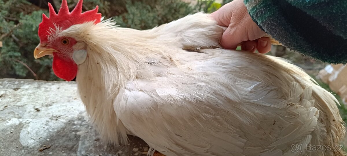 20.tydenni kohouti - 5