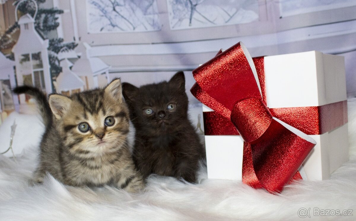 Britská koťátka - kočka ,kocour - 5