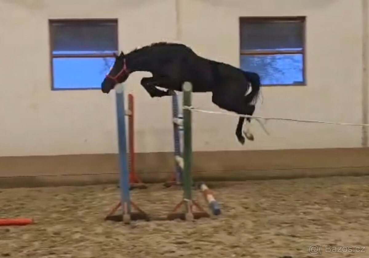 „Výjimečná černá mladá klisna na prodej.” - 5