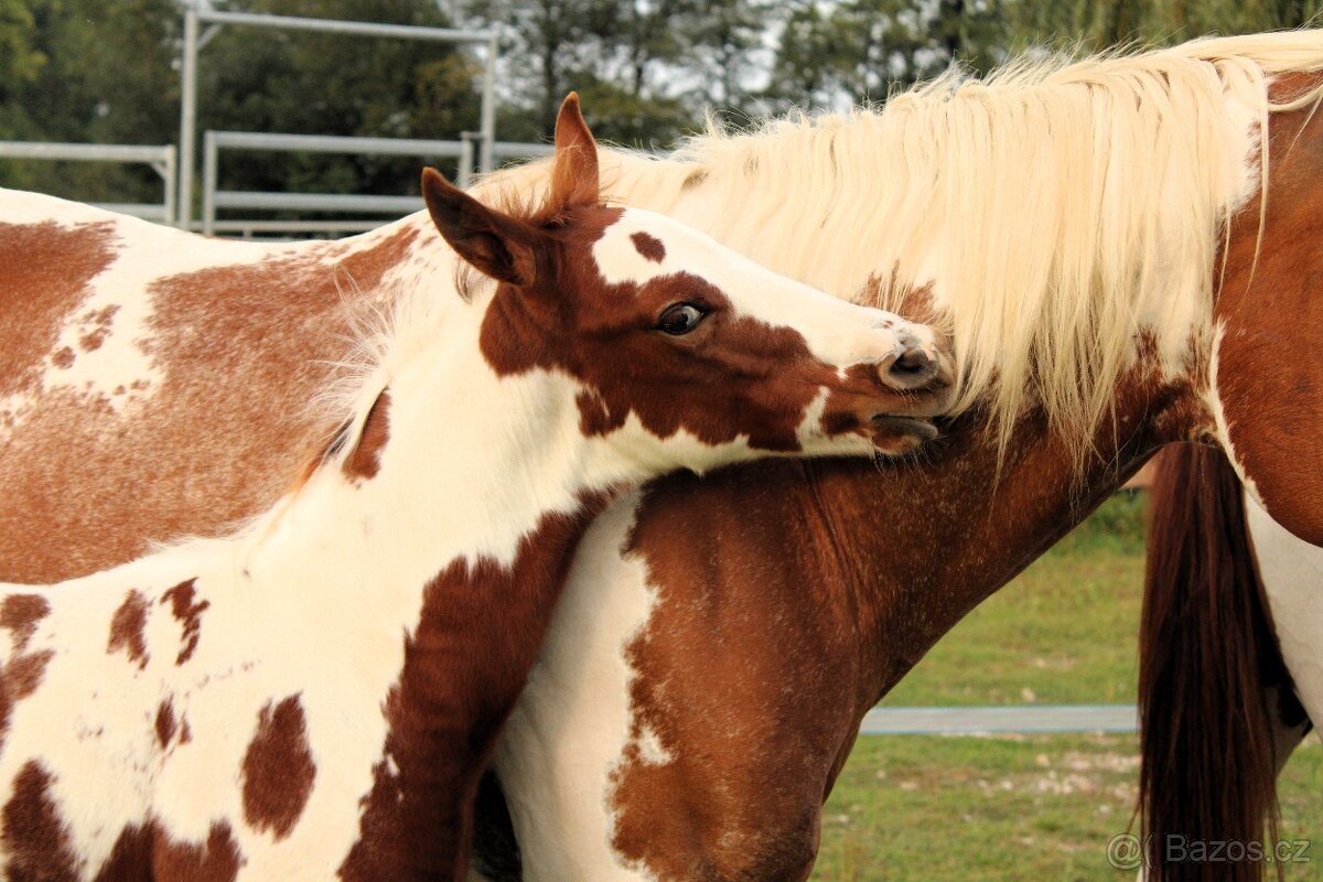 APH po Cat Prints - 5