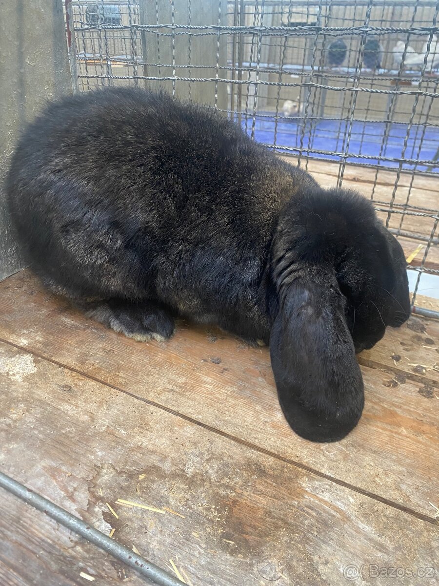 Francouzský beran - 5