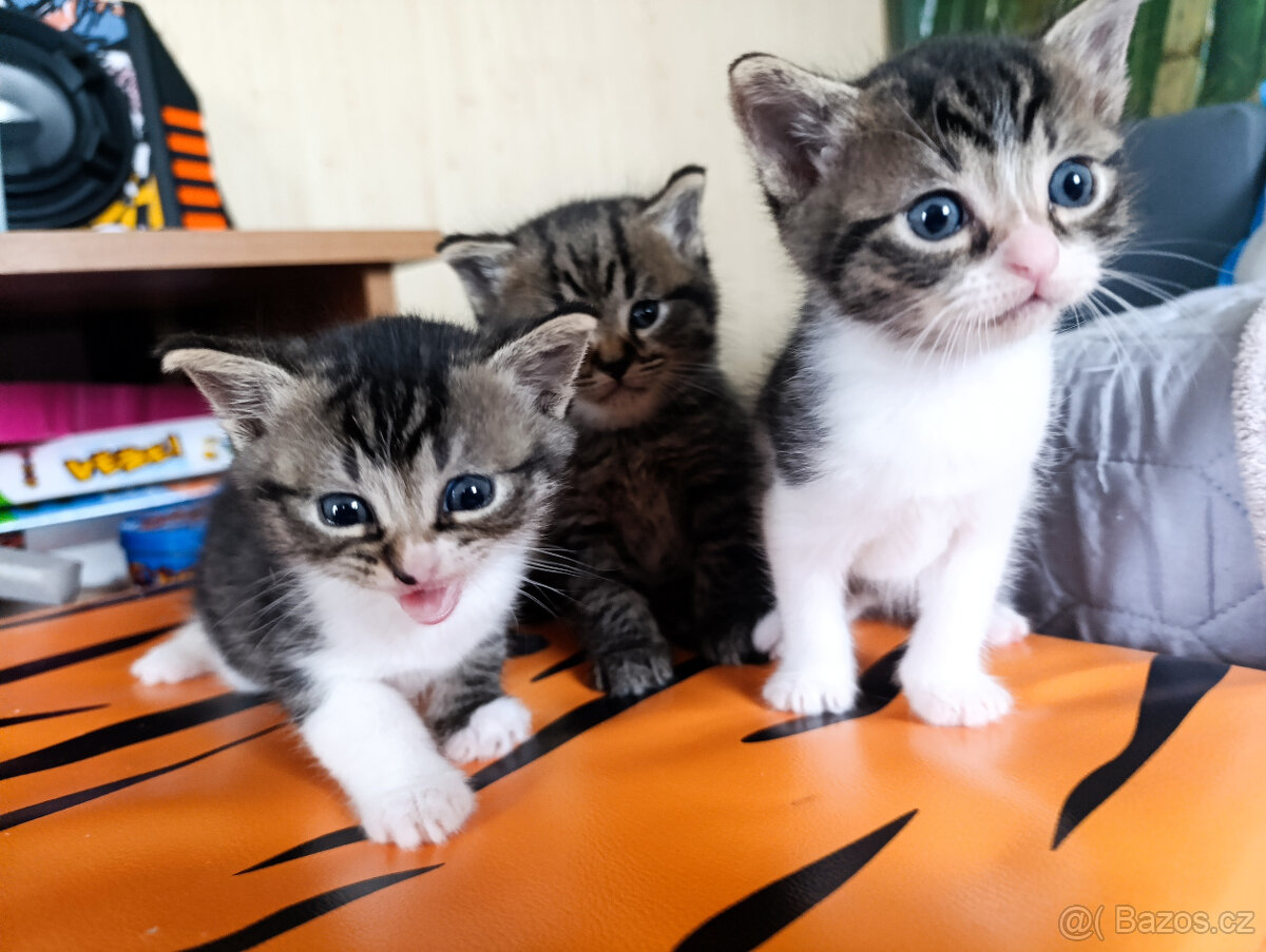 Mikulášská koťátka - 5