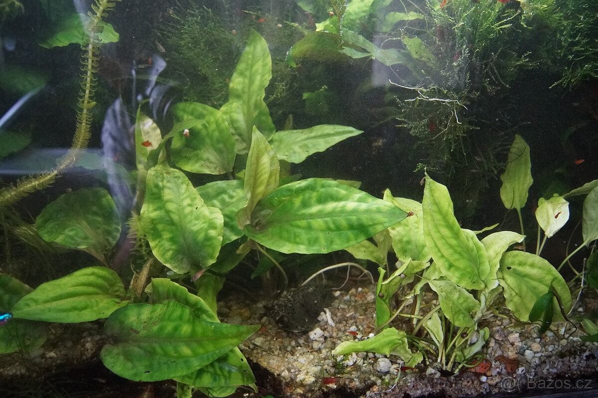 Akvarijní rostlinky - Cryptocoryne, Microsorium, Anubias - 5