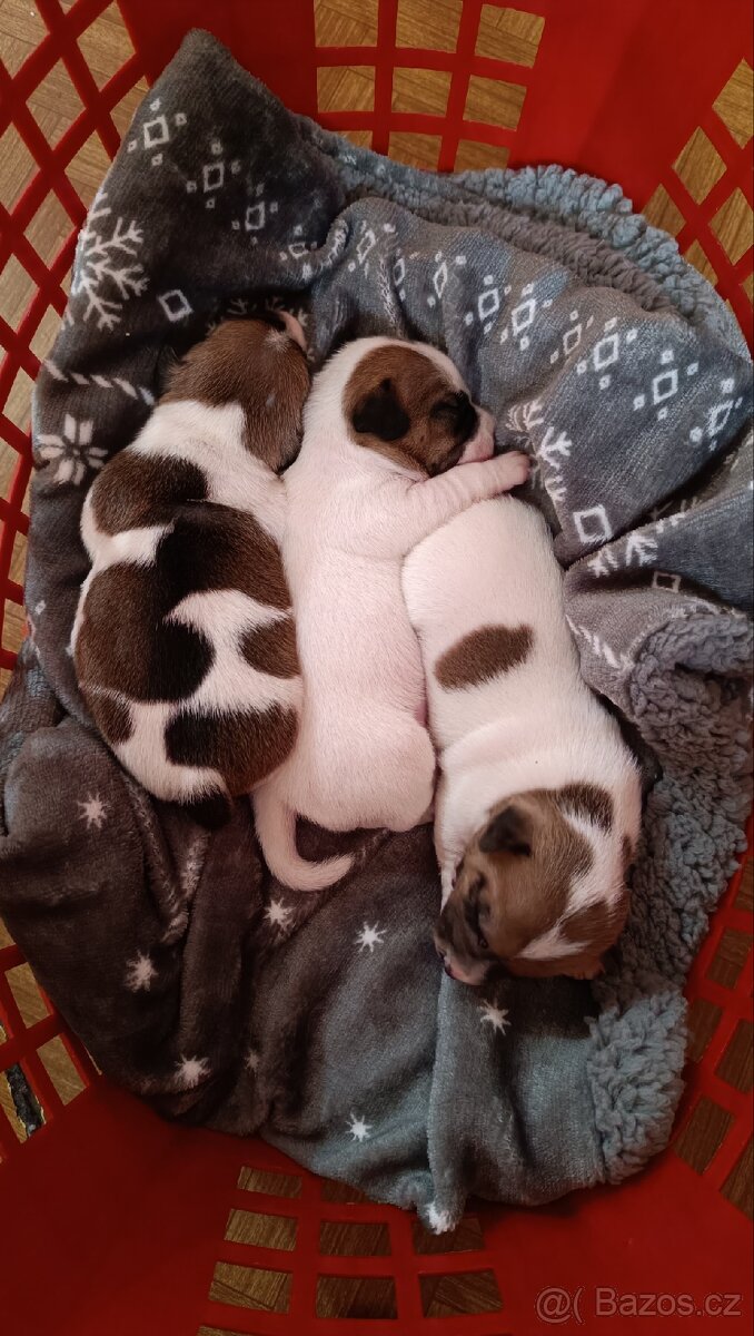 Prodám 2 fenky Jack Russell teriér bez PP - 5