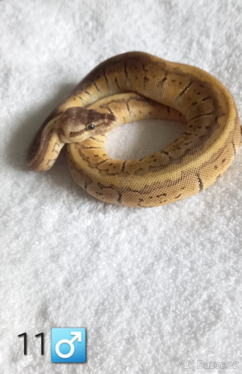 Krajta Královská - 5