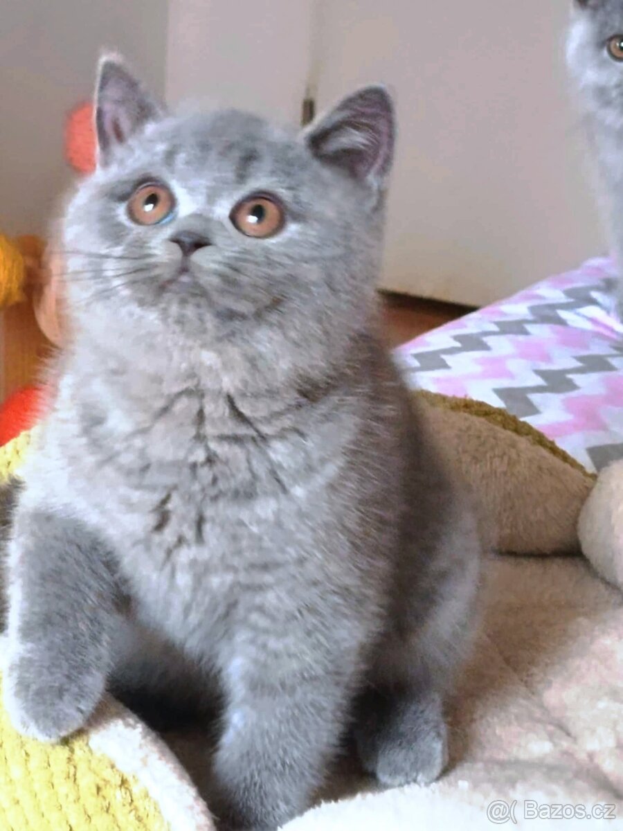 Britská modrá koťata s PP - 5