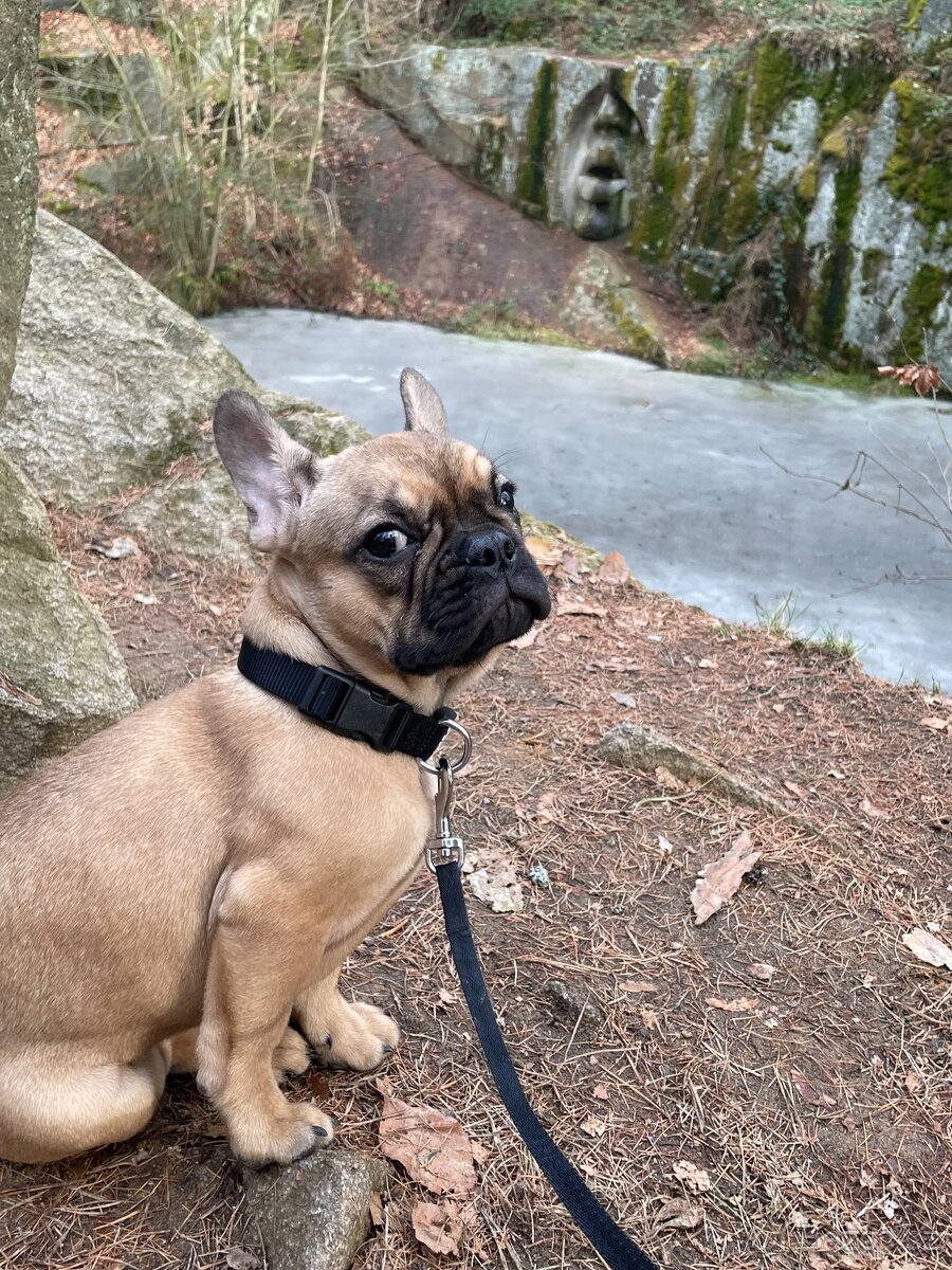 Francouzský buldoček - 5