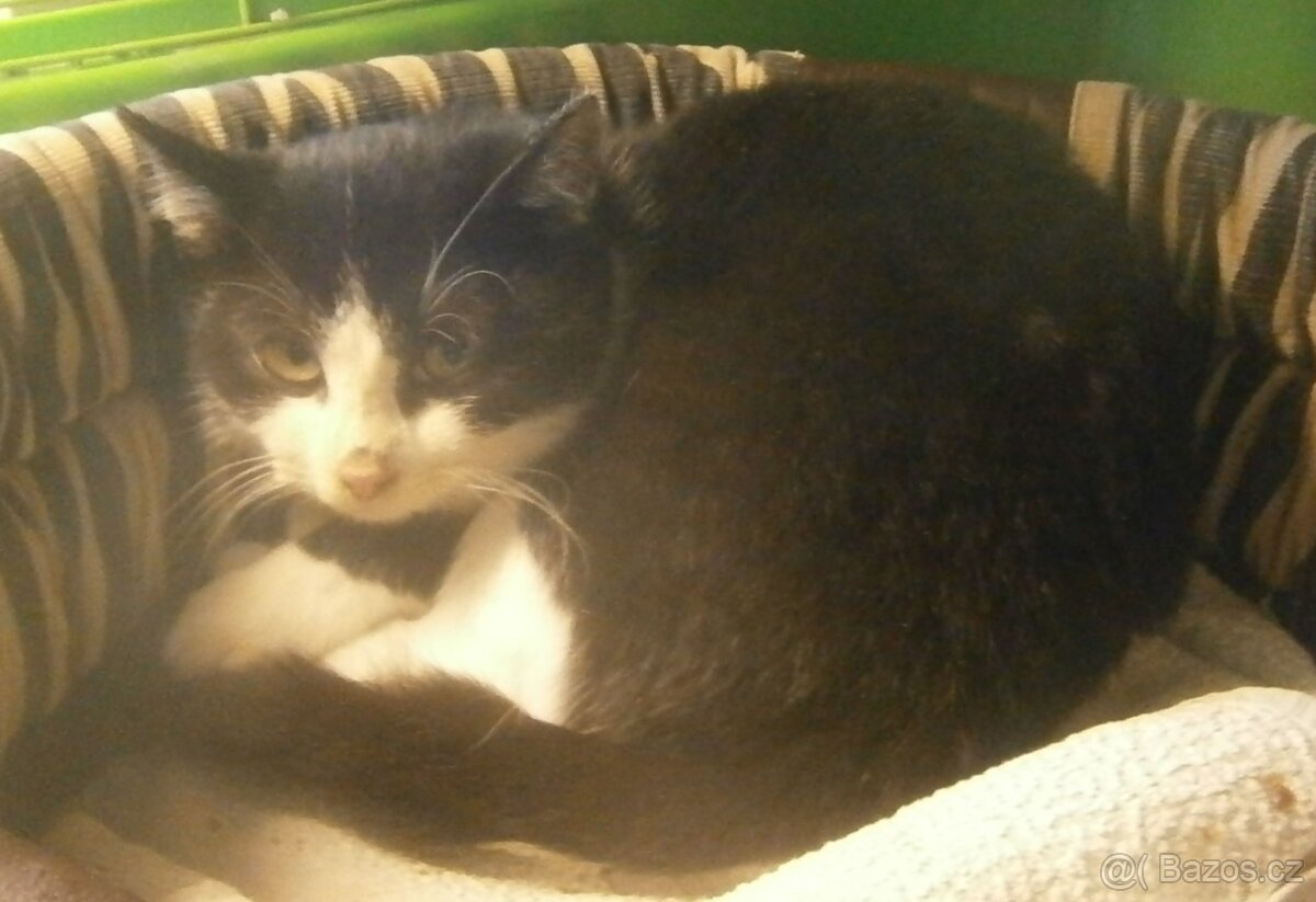 Černobílý, 3-4měsíční zatím nesmělý Toby hledá domov. - 5