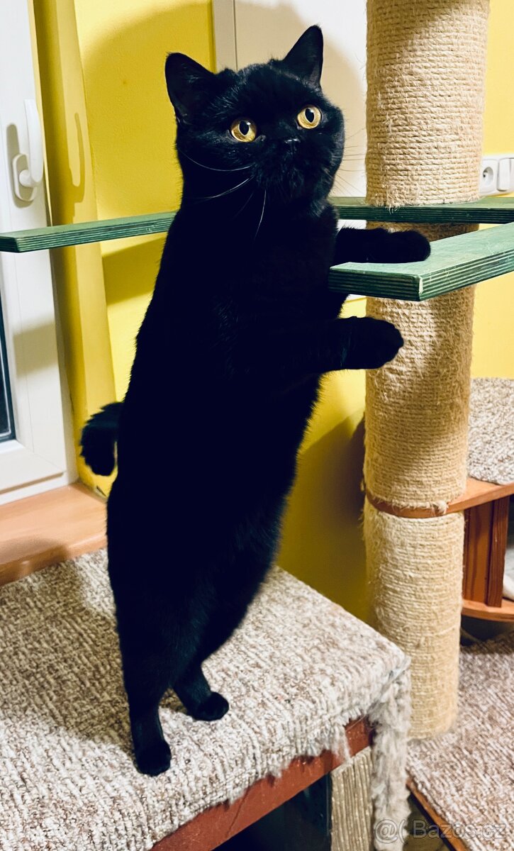 Britská kočička a kocourek s PP levně - 5