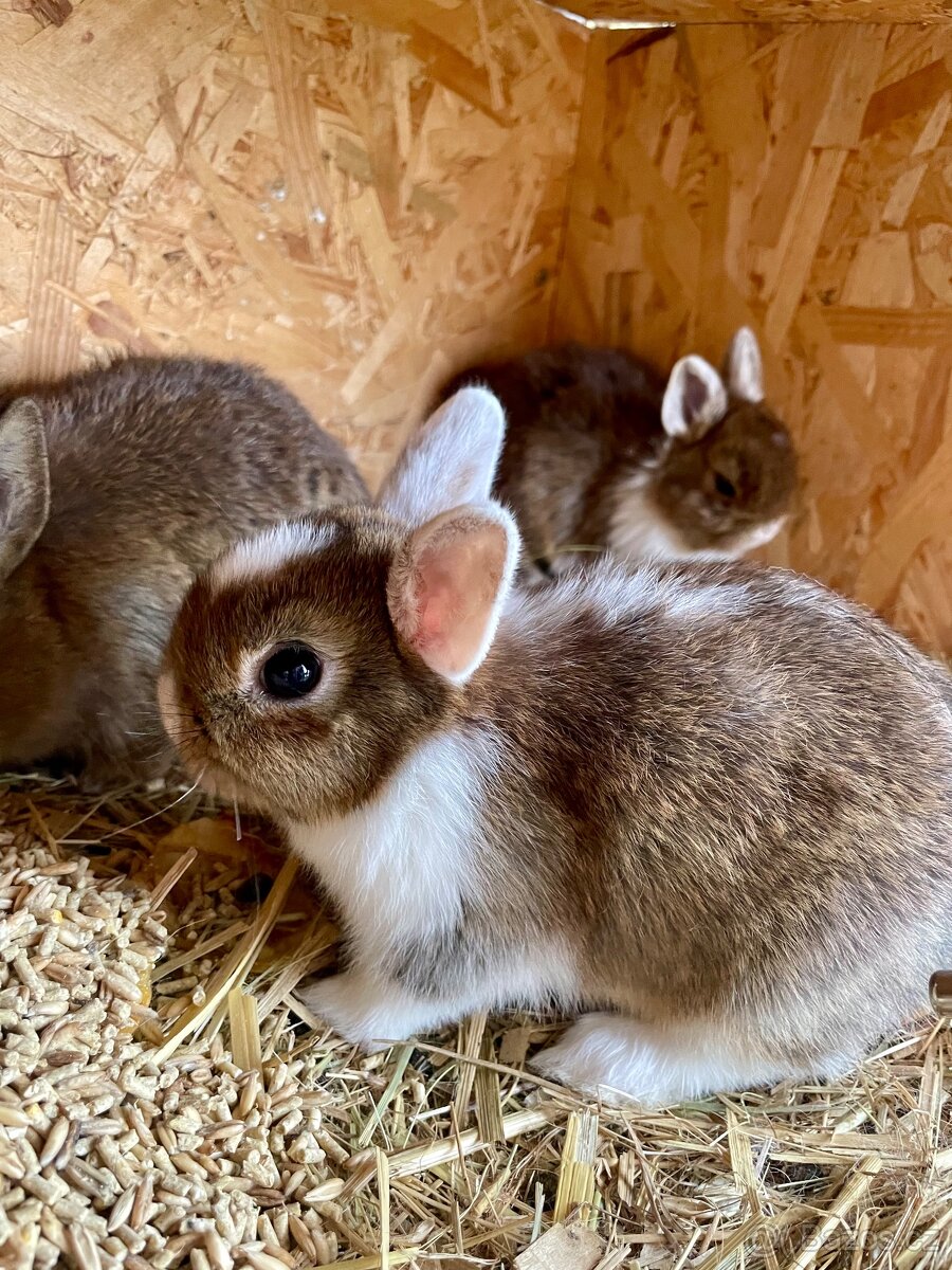 Zakrslý králík - 5