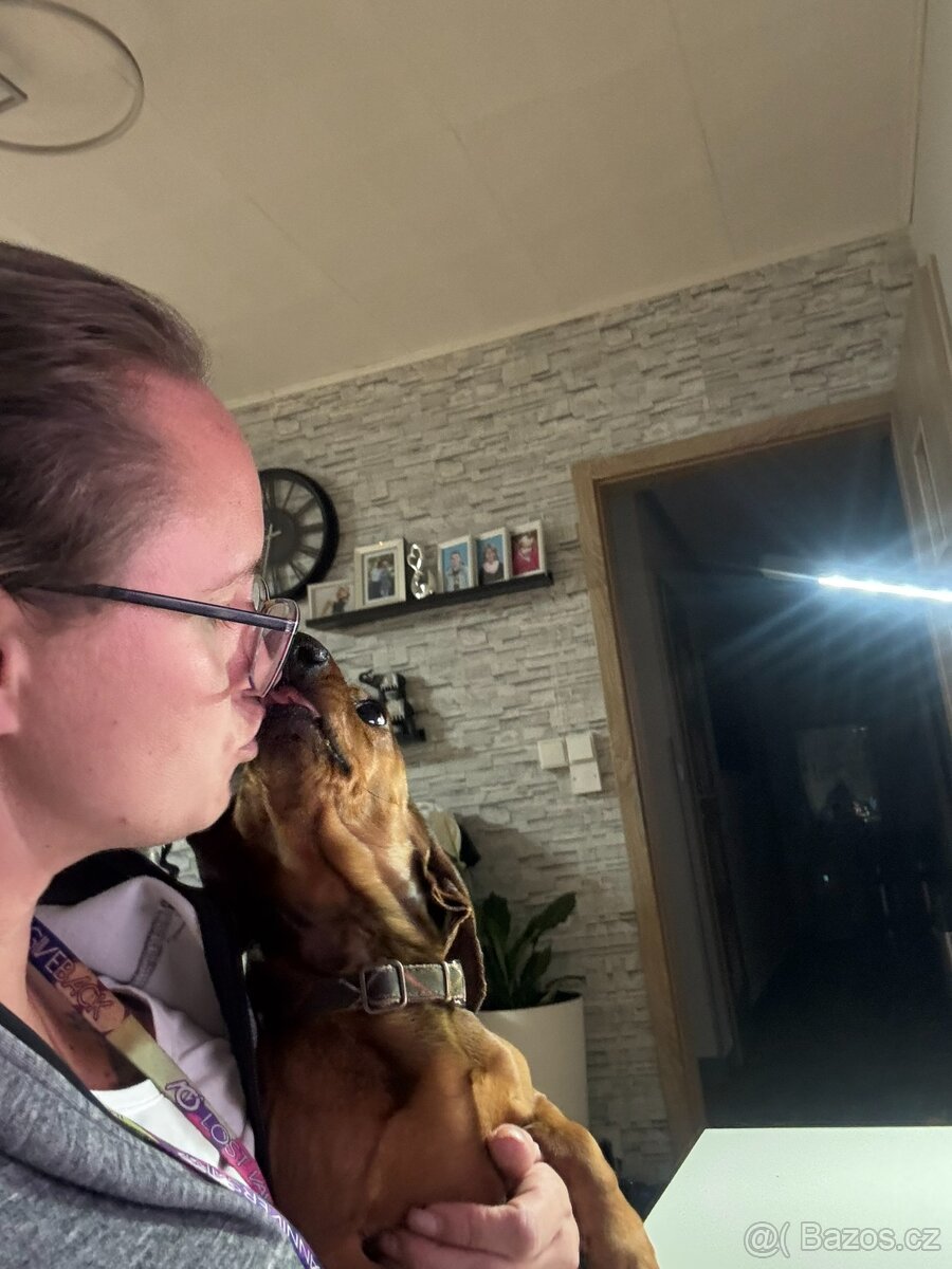 Školka pro psy, hlídání - 5