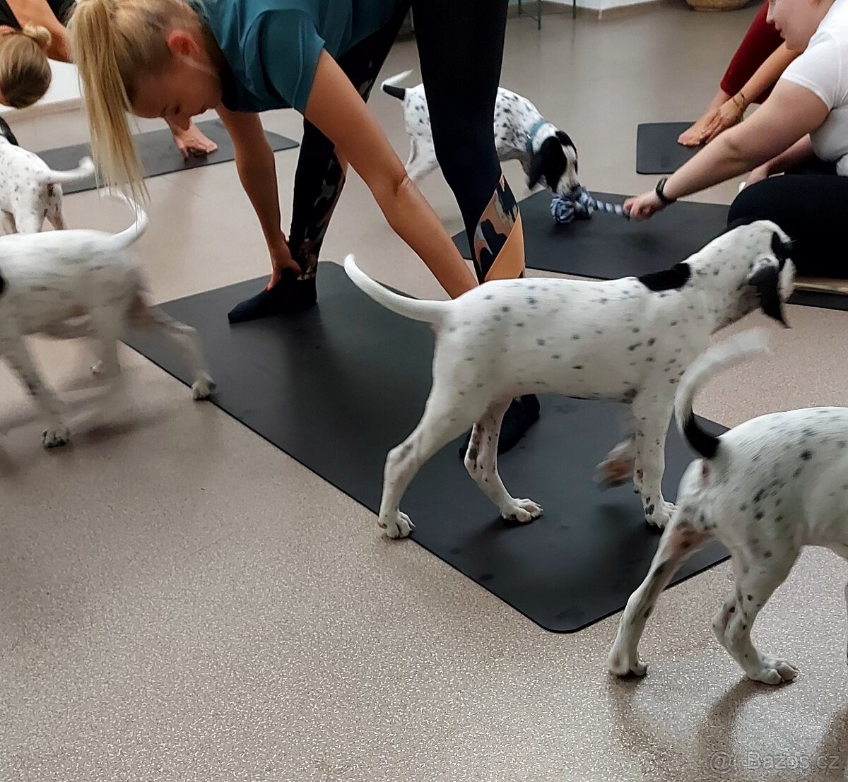 Ohař - prodej štěňat - 5