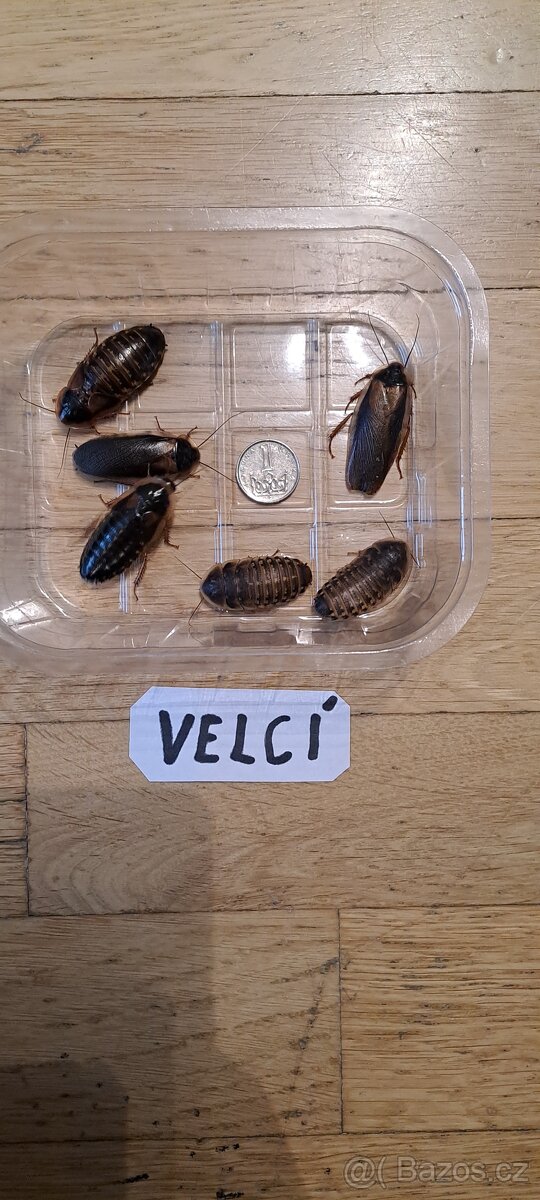 Šváb Argentinský (Blaptica dubia) - 5