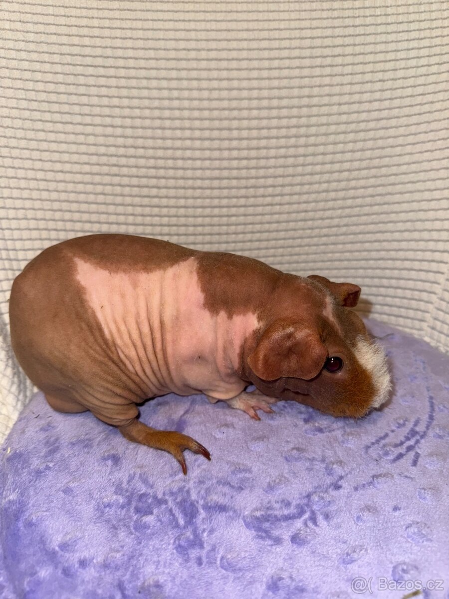 Skinny morče samec CZCH - 5